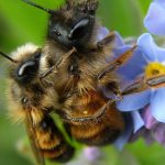 Natur und Bienen